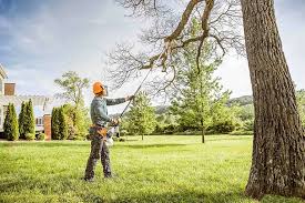 Best Tree Trimming and Pruning  in USA